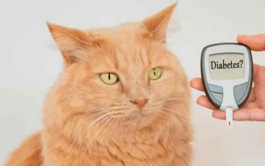 Picture for category Diabetic Diets